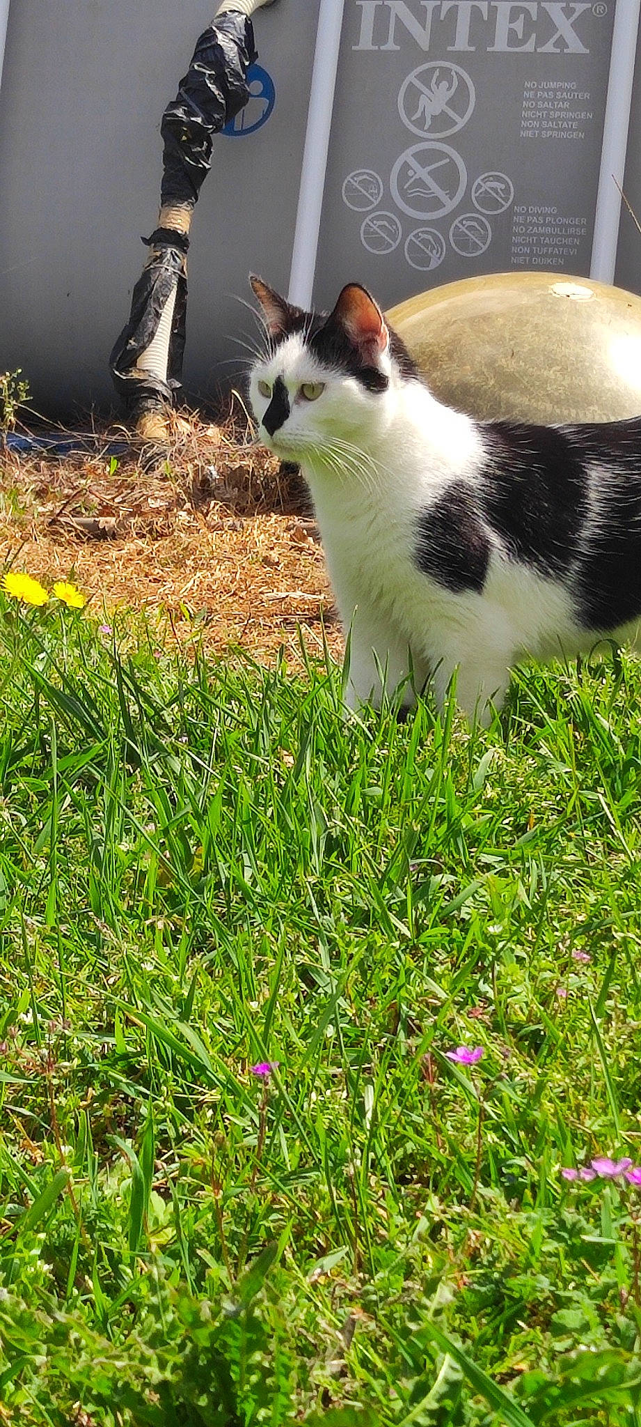 Channel participe au concours pour gagner de l'argent avec cette photo : carnivore, cat, domestic_short_haired_cat, felidae, flower, grass, grass_family, grassland, groundcover, herbaceous_plant, lawn, meadow, people_in_nature, plant, small_to_medium_sized_cats, spring, tail, terrestrial_animal, tree, whiskers