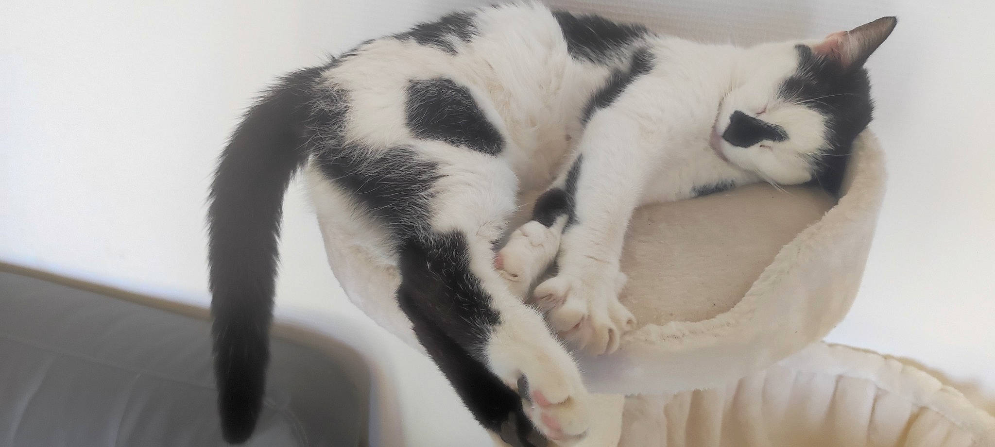 Channel participe au concours pour gagner de l'argent avec cette photo : canidae, carnivore, cat, cat_supply, claw, comfort, domestic_short_haired_cat, eye, felidae, foot, fur, head, nap, paw, sleep, small_to_medium_sized_cats, snout, tail, terrestrial_animal, whiskers