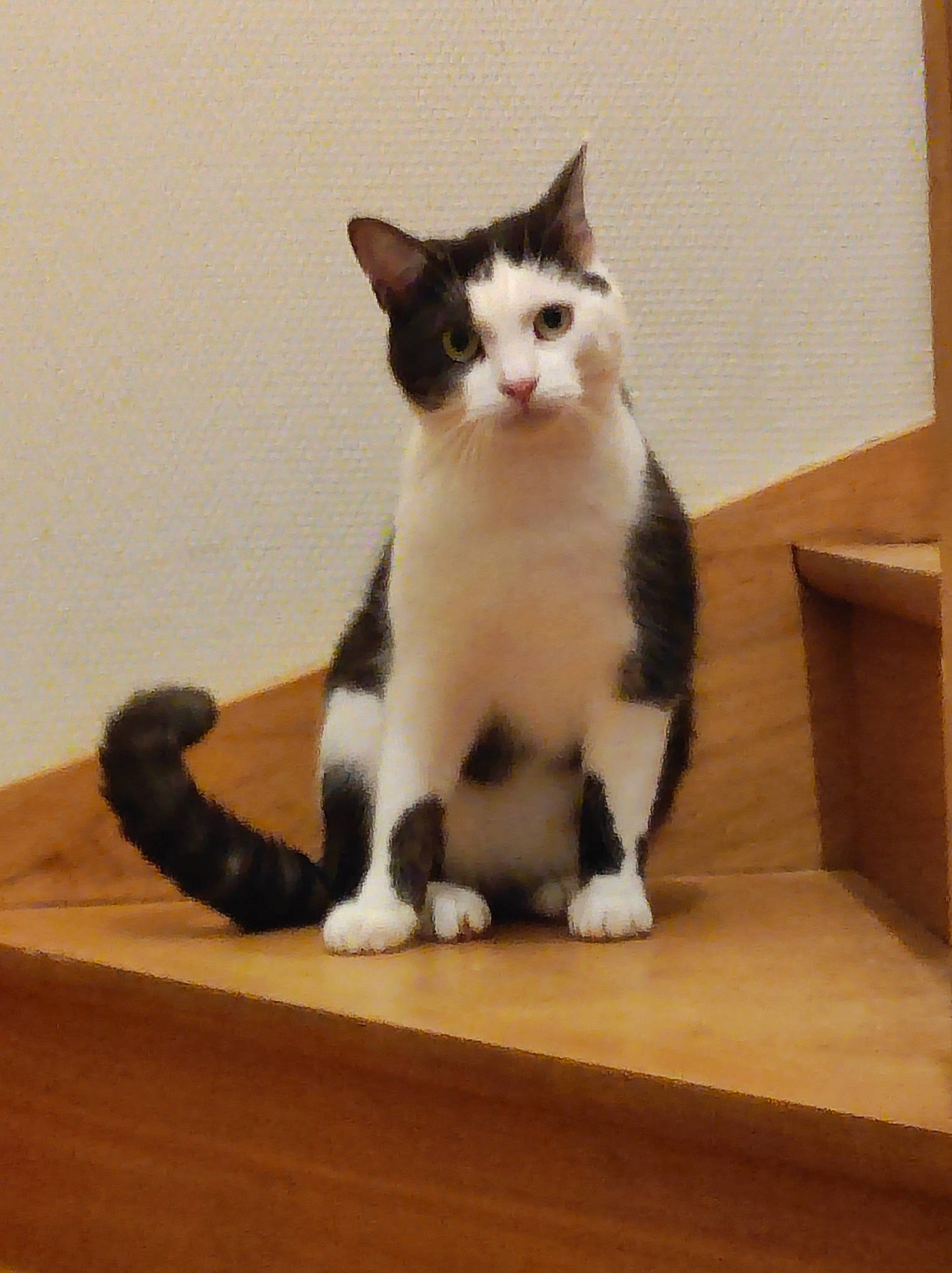 Fifou a rejoint le concours — aidez-le/la à gagner de superbes lots ! box, carnivore, cat, domestic_short_haired_cat, eye, felidae, flooring, fur, hardwood, head, paw, shipping_box, sitting, small_to_medium_sized_cats, snout, tail, whiskers, wood, wood_flooring, wood_stain