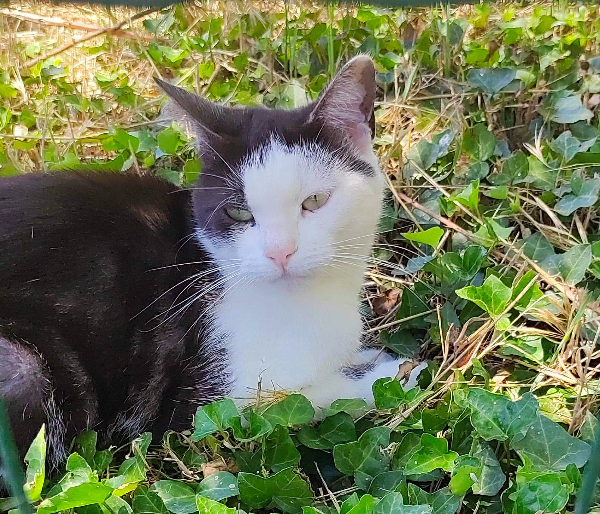 Fifou participe au concours pour gagner de l'argent avec cette photo : carnivore, cat, domestic_short_haired_cat, felidae, fur, grass, groundcover, herb, mammal, plant, shrub, small_to_medium_sized_cats, snout, tail, terrestrial_animal, tree, twig, vertebrate, whiskers, wildlife