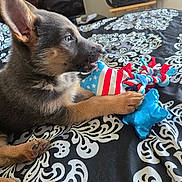 Xena is registered to the contest to win money with this photo: puppy, dog, pet, toy, bedspread, indoor, animal, cute, playful, paw, fur, ears, black_and_tan, patterned, fabric, resting, chewing, closeup, domestic, young