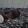Xena is registered to the contest to win money with this photo: dog, puppy, german_shepherd, sleeping, bed, blanket, zebra_stripes, indoor, cozy, ears, fur, resting, pet, animal, cute, young, laying_down, black, brown, fur_texture