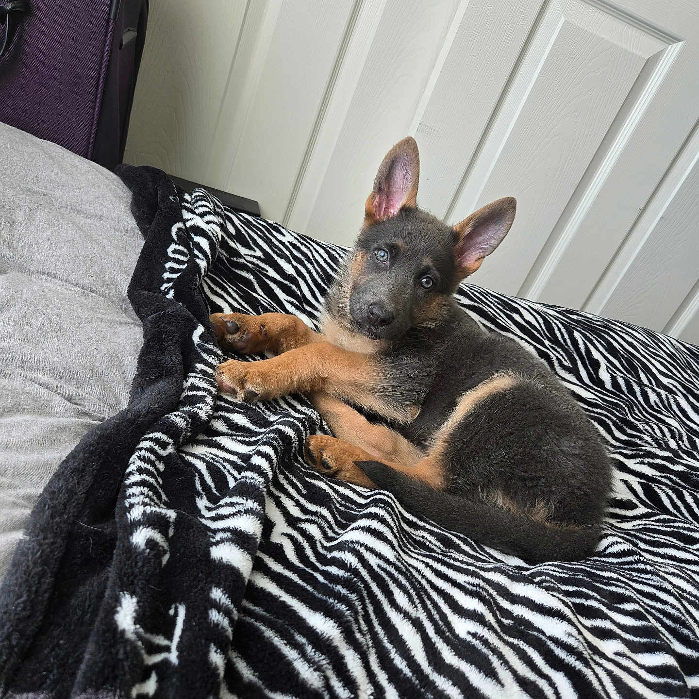 Xena