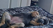 Xena is registered to the contest to win money with this photo: puppy, dog, sleeping, bed, blanket, zebra_pattern, paw, fur, cute, relaxed, indoor, young_dog, animal, pet, canine, resting, cozy, soft, lying_down, adorable