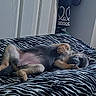 puppy, dog, sleeping, bed, blanket, zebra_pattern, paw, fur, cute, relaxed, indoor, young_dog, animal, pet, canine, resting, cozy, soft, lying_down, adorable