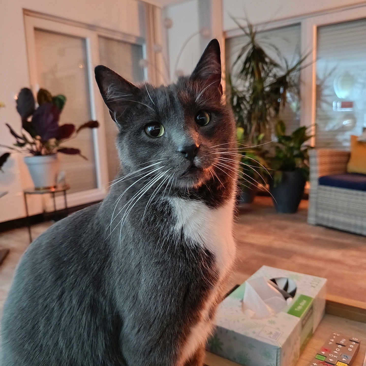 Tim a rejoint le concours — aidez-le/la à gagner de superbes lots ! animal, architecture, box, building, cat, couch, flower, flowerarrangement, furniture, hardwood, indoors, interiordesign, livingroom, pet, plant, plywood, pottedplant, room, table, wood