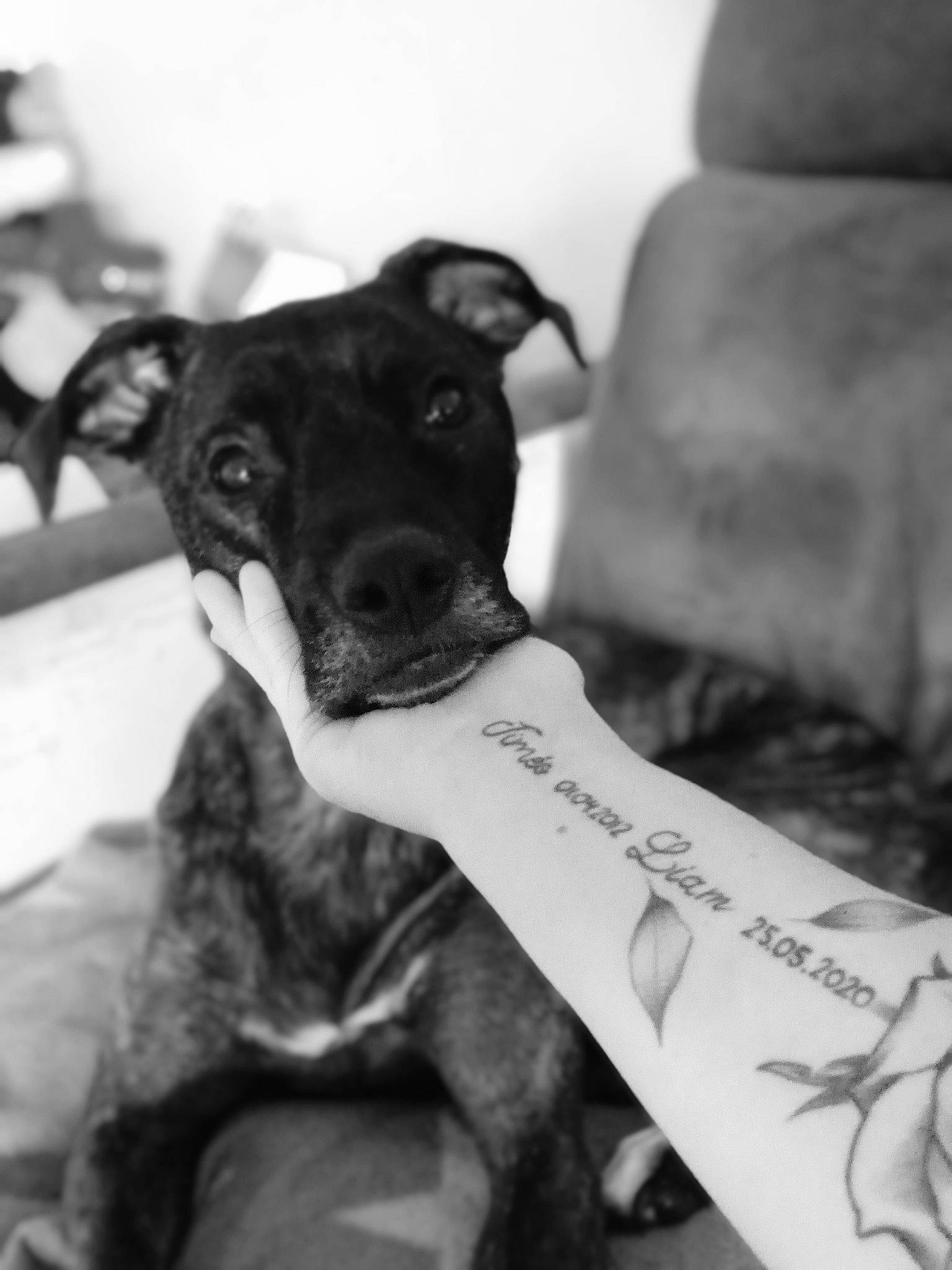 Ixia a rejoint le concours — aidez-le/la à gagner de superbes lots ! black, black_and_white, carnivore, collar, comfort, companion_dog, dog, dog_breed, elbow, fawn, gesture, human_leg, monochrome, monochrome_photography, snout, style, toy_dog, white, working_animal, wrist