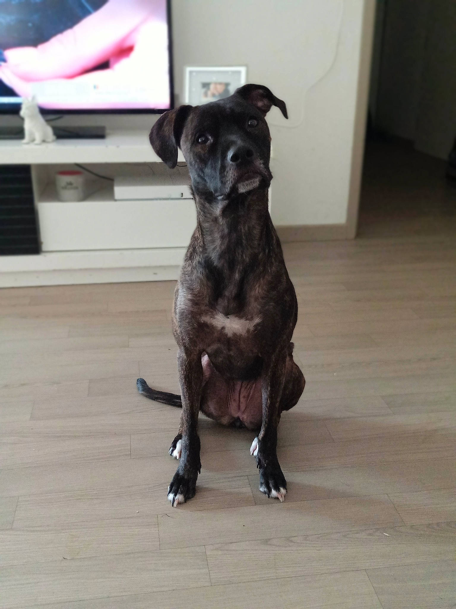 Ixia participe au concours pour gagner de l'argent avec cette photo : borador, carnivore, companion_dog, dog, dog_breed, flooring, guard_dog, gun_dog, hardwood, home_appliance, liver, mammal, plank, snout, sporting_group, tail, varnish, wood, wood_flooring, working_animal