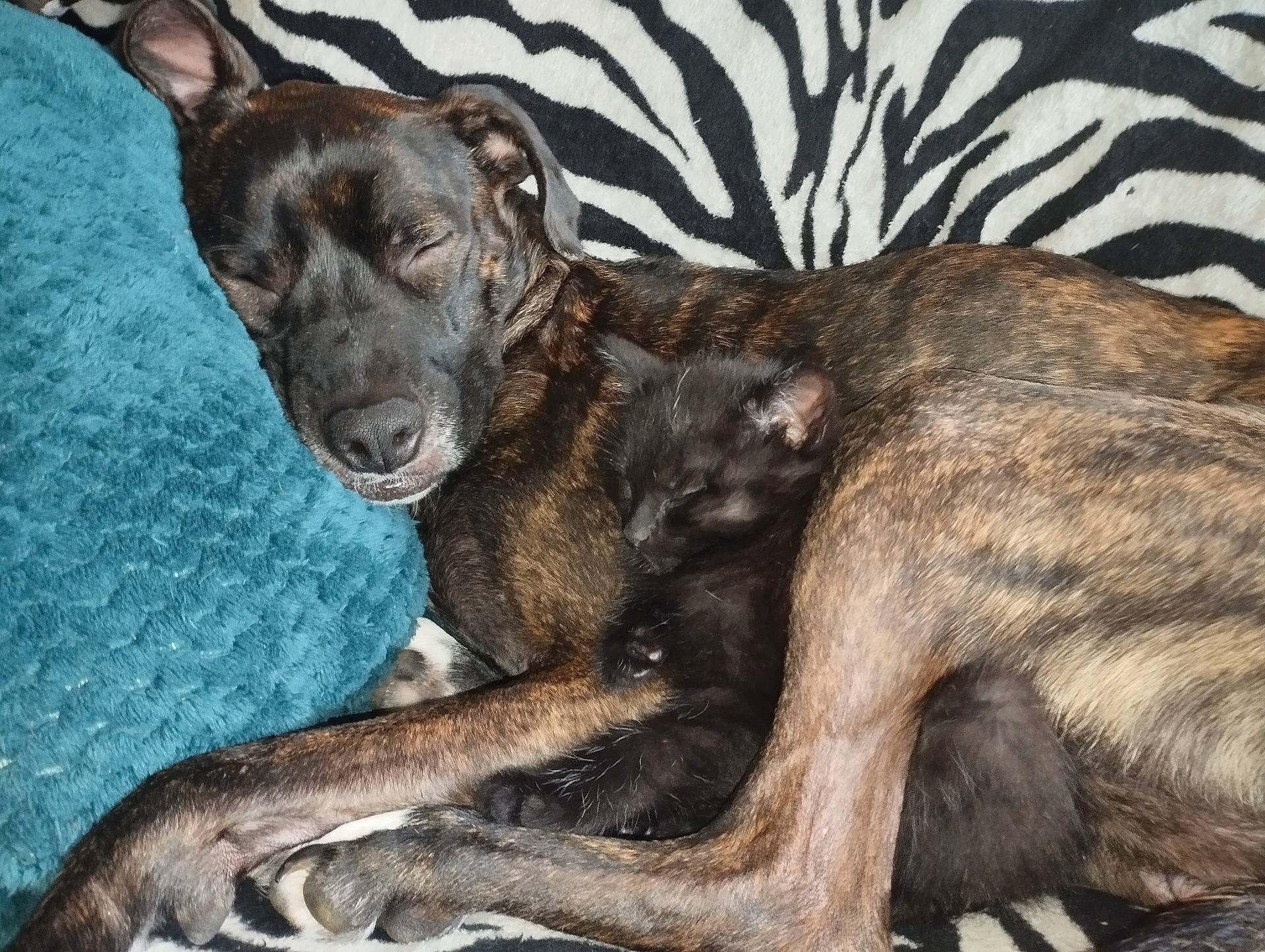 Ixia a rejoint le concours — aidez-le/la à gagner de superbes lots ! animal, blanket, boxer, bulldog, canine, cat, couch, cushion, dog, furniture, germanshepherd, greatdane, homedecor, hound, labradorretriever, pet, pitbull, pointer, puppy, zebra