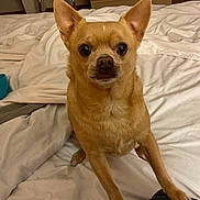 Wrangler is registered to the contest to win money with this photo: animal, bed, bedroom, blanket, canine, chihuahua, computer, cushion, dog, electronics, furniture, homedecor, indoors, interiordesign, laptop, pet, plywood, puppy, room, wood