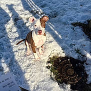 Bori is registered to the contest to win money with this photo: dog, puppy, snow, outdoor, sitting, looking_up, brown_white_coat, pitbull, paw_prints, sunlight, shadow, grass, manhole_cover, cute, ground, portrait, pink_nose, owner_hand, paper, winter