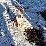 dog, puppy, snow, outdoor, sitting, looking_up, brown_white_coat, pitbull, paw_prints, sunlight, shadow, grass, manhole_cover, cute, ground, portrait, pink_nose, owner_hand, paper, winter
