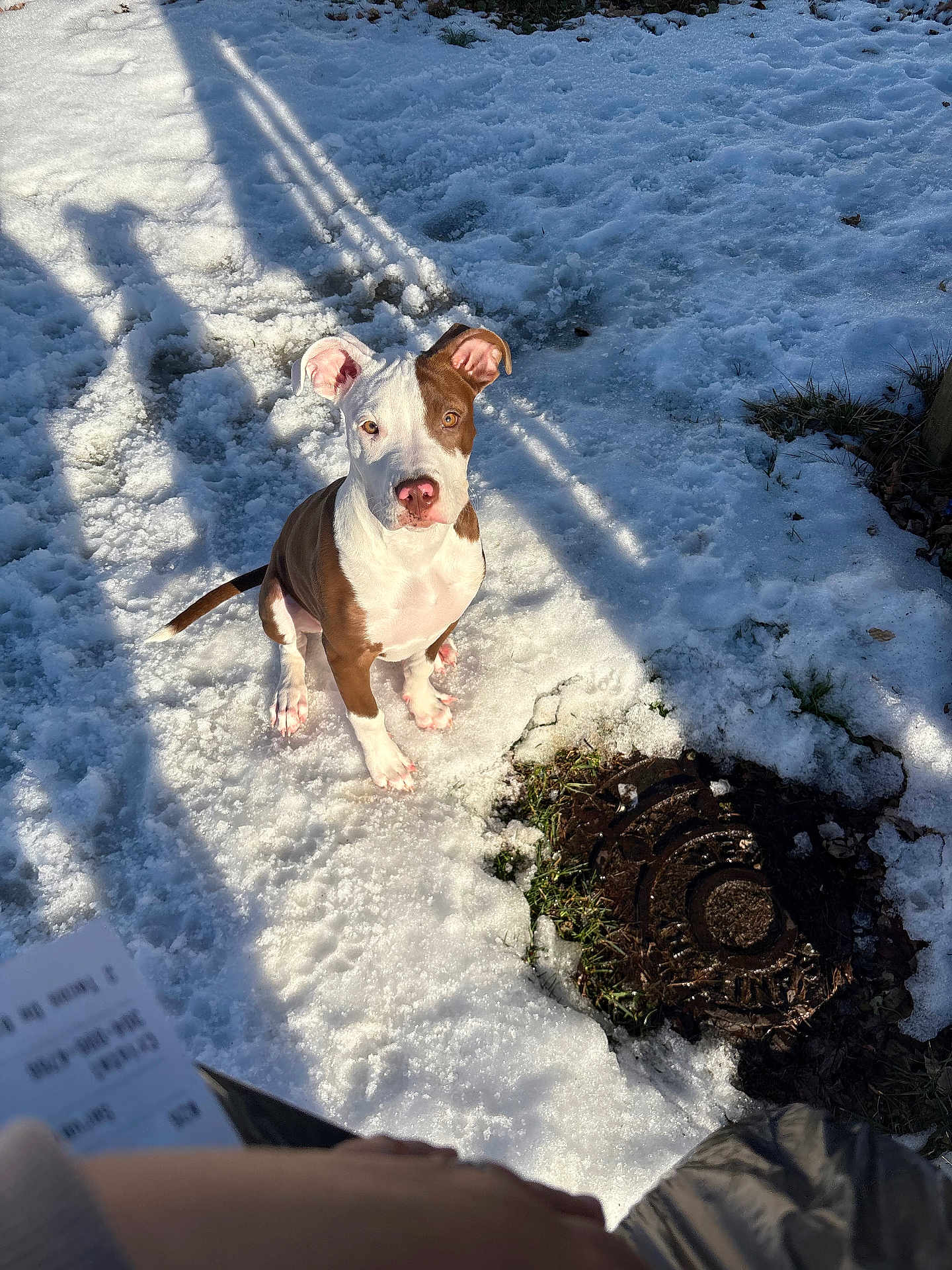 Bori is registered to the contest to win money with this photo: dog, puppy, snow, outdoor, sitting, looking_up, brown_white_coat, pitbull, paw_prints, sunlight, shadow, grass, manhole_cover, cute, ground, portrait, pink_nose, owner_hand, paper, winter