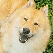 Astral a rejoint le concours — aidez-le/la à gagner de superbes lots ! dog, fluffy, golden, smiling, grass, outdoor, pet, canine, happy, nature, animal, fur, tail, ears, tongue, friendly, laying_down, greenery, daylight, cute