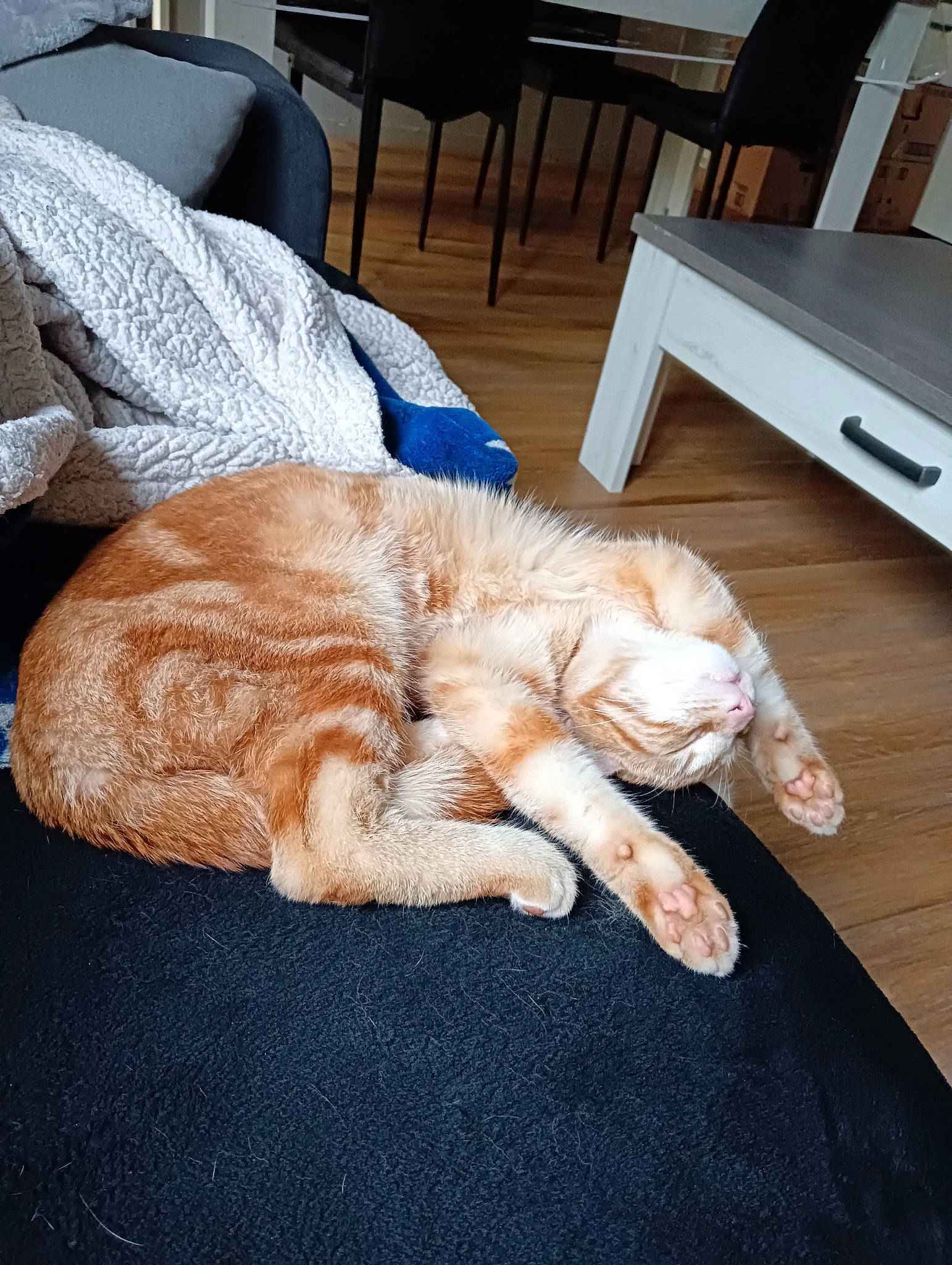 Harry Potter participe au concours pour gagner de l'argent avec cette photo : carnivore, cat, chair, claw, comfort, companion_dog, domestic_short_haired_cat, fawn, felidae, flooring, fur, hardwood, human_leg, lap, linens, paw, small_to_medium_sized_cats, tail, whiskers, wood