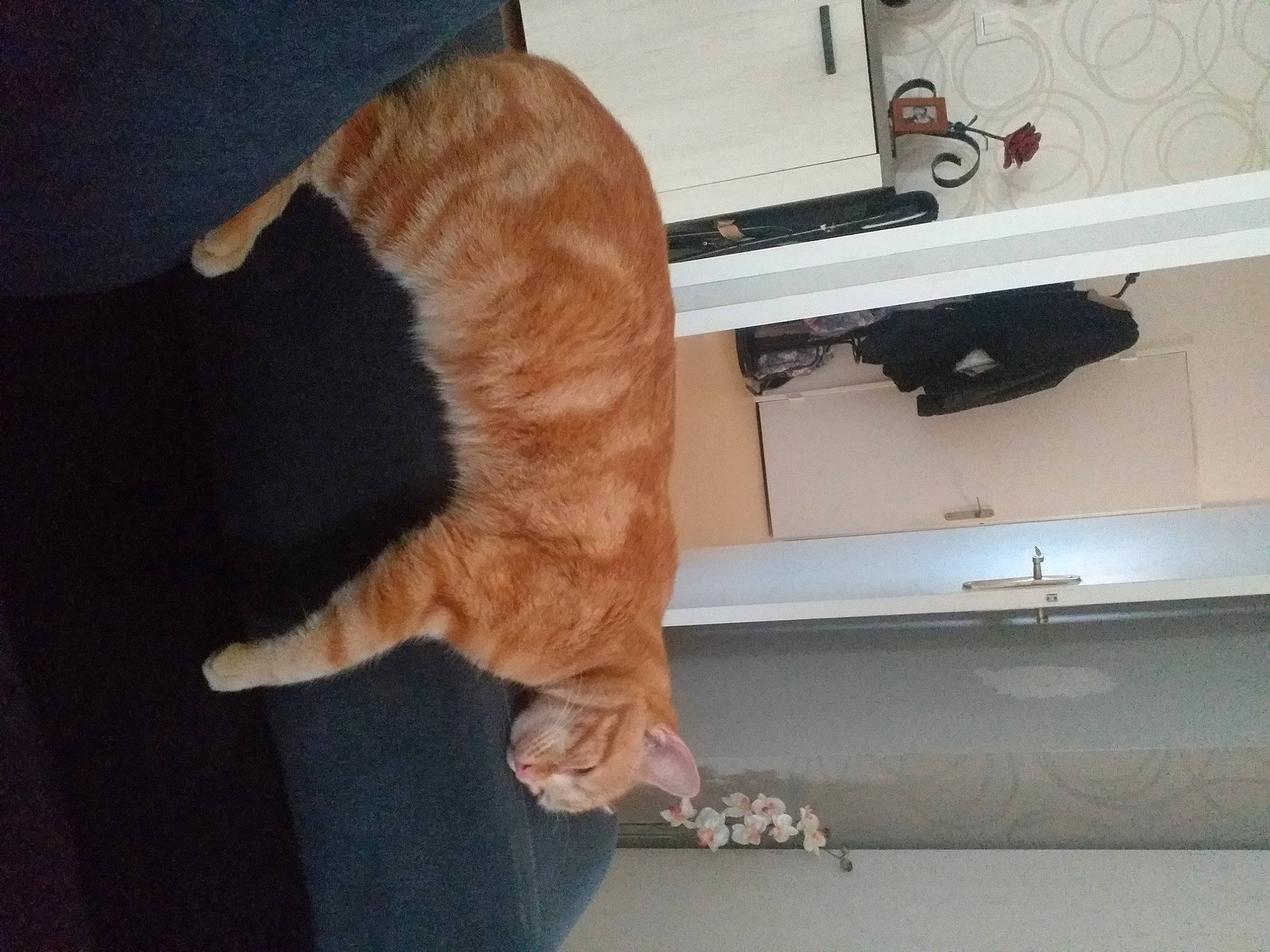 Harry Potter a rejoint le concours — aidez-le/la à gagner de superbes lots ! carnivore, cat, comfort, companion_dog, dog_breed, domestic_short_haired_cat, fawn, felidae, flooring, fur, hardwood, human_leg, paw, room, small_to_medium_sized_cats, tail, television, whiskers, wood, wood_stain