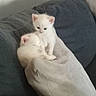 kitten, cat, white_fur, sleeping, snuggling, blanket, couch, cozy, pet, animal, indoor, feline, cute, small, young, fur, resting, companion, curious, soft