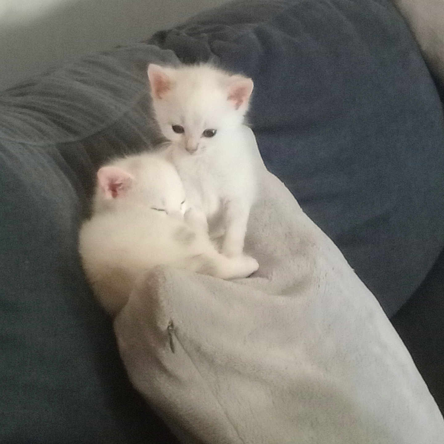Baya participe au concours pour gagner de l'argent avec cette photo : kitten, cat, white_fur, sleeping, snuggling, blanket, couch, cozy, pet, animal, indoor, feline, cute, small, young, fur, resting, companion, curious, soft