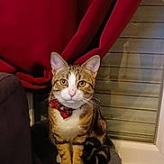 Tigrou a rejoint le concours — aidez-le/la à gagner de superbes lots ! cat, tabby, bow_tie, pet, indoor, window, curtain, gray, furniture, sitting, looking, animal, cute, whiskers, ears, paws, striped, domestic, portrait, cozy