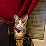 cat, tabby, bow_tie, pet, indoor, window, curtain, gray, furniture, sitting, looking, animal, cute, whiskers, ears, paws, striped, domestic, portrait, cozy