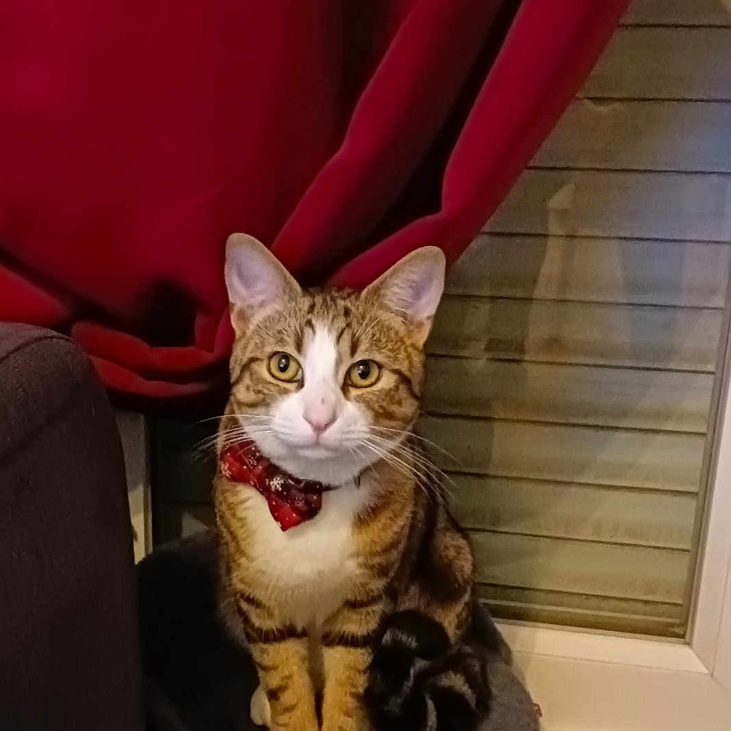 Tigrou a rejoint le concours — aidez-le/la à gagner de superbes lots ! animal, bow_tie, cat, cozy, curtain, cute, domestic, ears, furniture, gray, indoor, looking, paws, pet, portrait, sitting, striped, tabby, whiskers, window