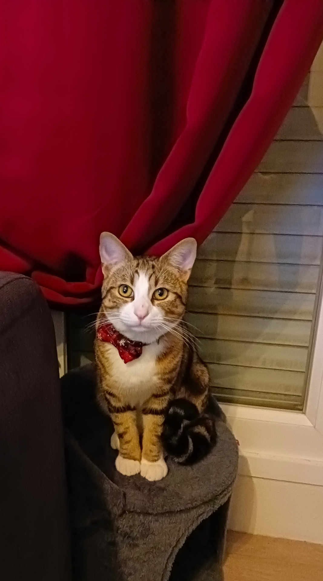 Tigrou a rejoint le concours — aidez-le/la à gagner de superbes lots ! cat, tabby, bow_tie, pet, indoor, window, curtain, gray, furniture, sitting, looking, animal, cute, whiskers, ears, paws, striped, domestic, portrait, cozy