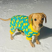 Finn joined the competition — help win amazing prizes! dog, puppy, snow, winter, clothing, outfit, rubber_duck, yellow, turquoise, pet, animal, cute, small_dog, fur, ears, paws, looking_up, outdoor, cold, standing