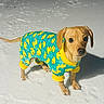 dog, puppy, snow, winter, clothing, outfit, rubber_duck, yellow, turquoise, pet, animal, cute, small_dog, fur, ears, paws, looking_up, outdoor, cold, standing