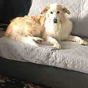 Pookie a rejoint le concours — aidez-le/la à gagner de superbes lots ! dog, couch, quilted_cover, indoor, pet, fur, relaxed, animal, canine, floor_tiles, home, resting, light_brown, cream, living_room, comfort, furniture, domestic, quiet, calm