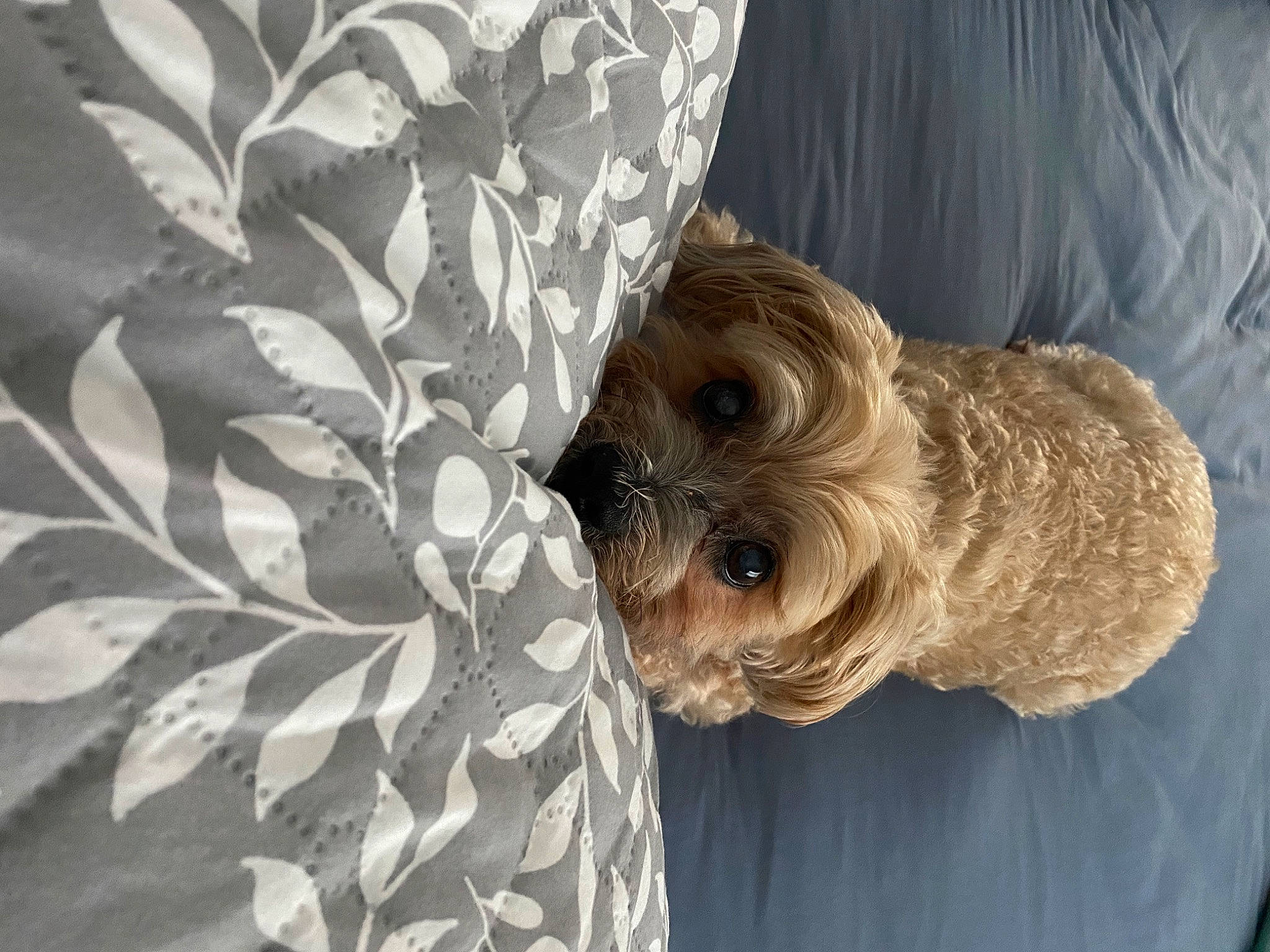Rocko joined the competition — help win amazing prizes! canidae, carnivore, companion_dog, dog, dog_breed, dog_clothes, dog_supply, fawn, fur, linens, pattern, poodle, poodle_crossbreed, puppy_love, small_terrier, snout, sporting_group, terrier, toy_dog, working_animal