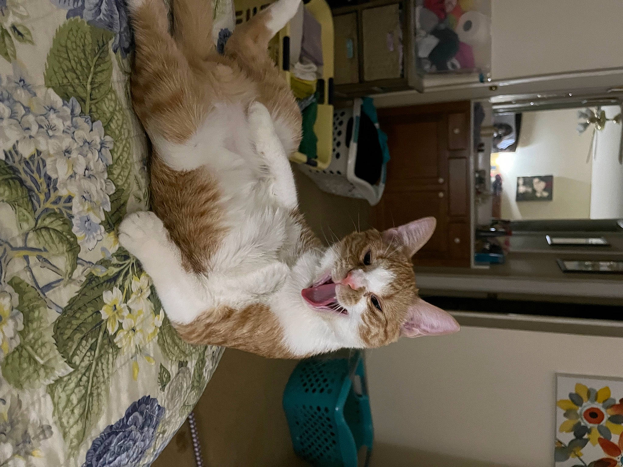 Dasher joined the competition — help win amazing prizes! cabinetry, carnivore, cat, comfort, domestic_short_haired_cat, ear, fawn, felidae, fur, home_appliance, kitchen, kitchen_appliance, paw, room, small_to_medium_sized_cats, tail, whiskers