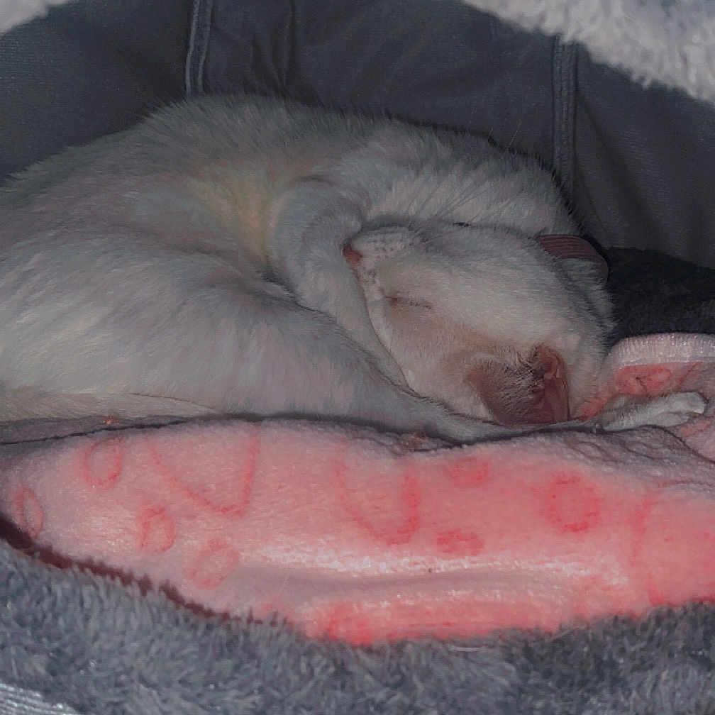 Clochette participe au concours pour gagner de l'argent avec cette photo : animal, bed, blanket, bulldog, canine, cat, couch, dog, face, ferret, furniture, head, hound, husky, indoors, person, pet, puppy, quilt, sleeping