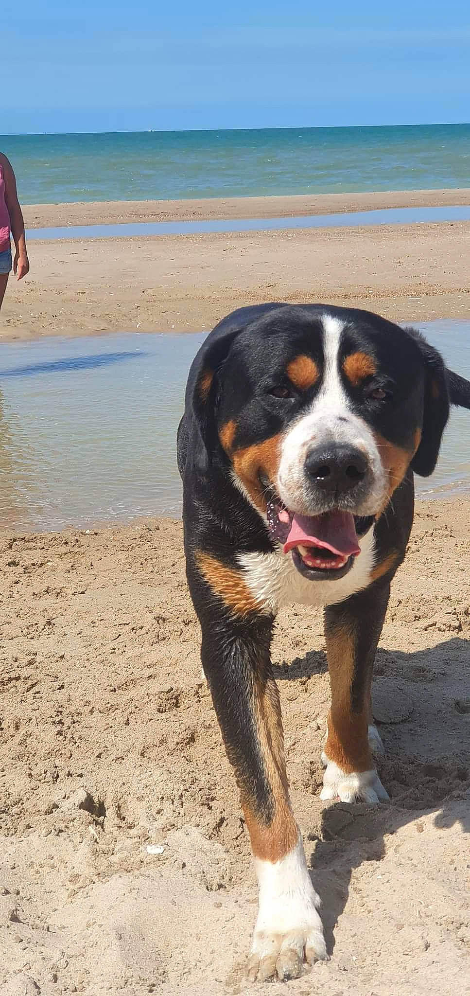 Ixion participe au concours pour gagner de l'argent avec cette photo : ball, beach, carnivore, coast, companion_dog, dog, dog_breed, landscape, ocean, plant, sand, sky, snout, soil, sporting_group, t_shirt, terrestrial_animal, water, working_animal, working_dog