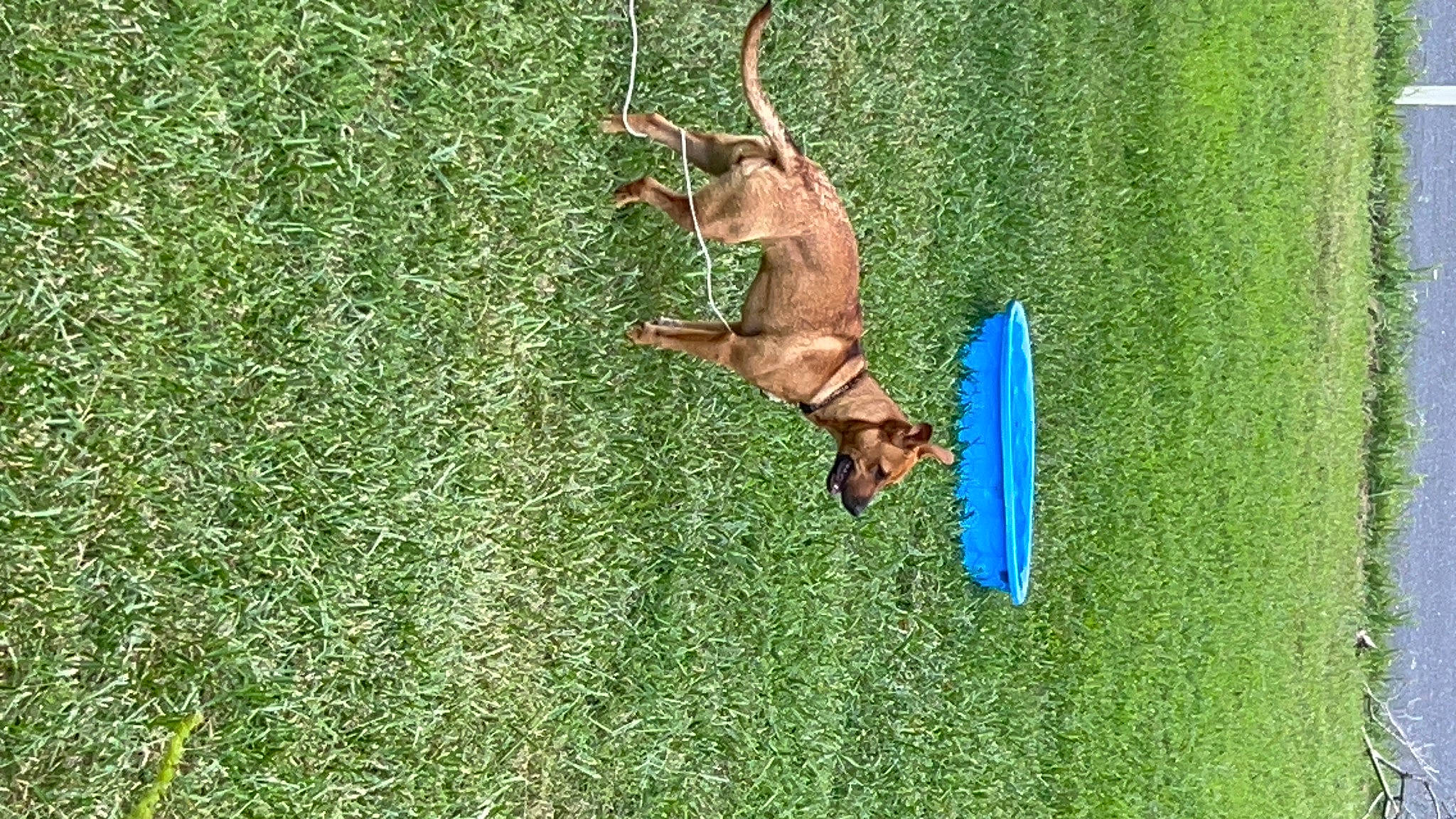 Scoob joined the competition — help win amazing prizes! art, artificial_turf, carnivore, deer, dog, dog_breed, field, grass, grass_family, grassland, groundcover, landscape, lawn, pasture, people_in_nature, plant, shrub, sporting_group, tail, terrestrial_animal
