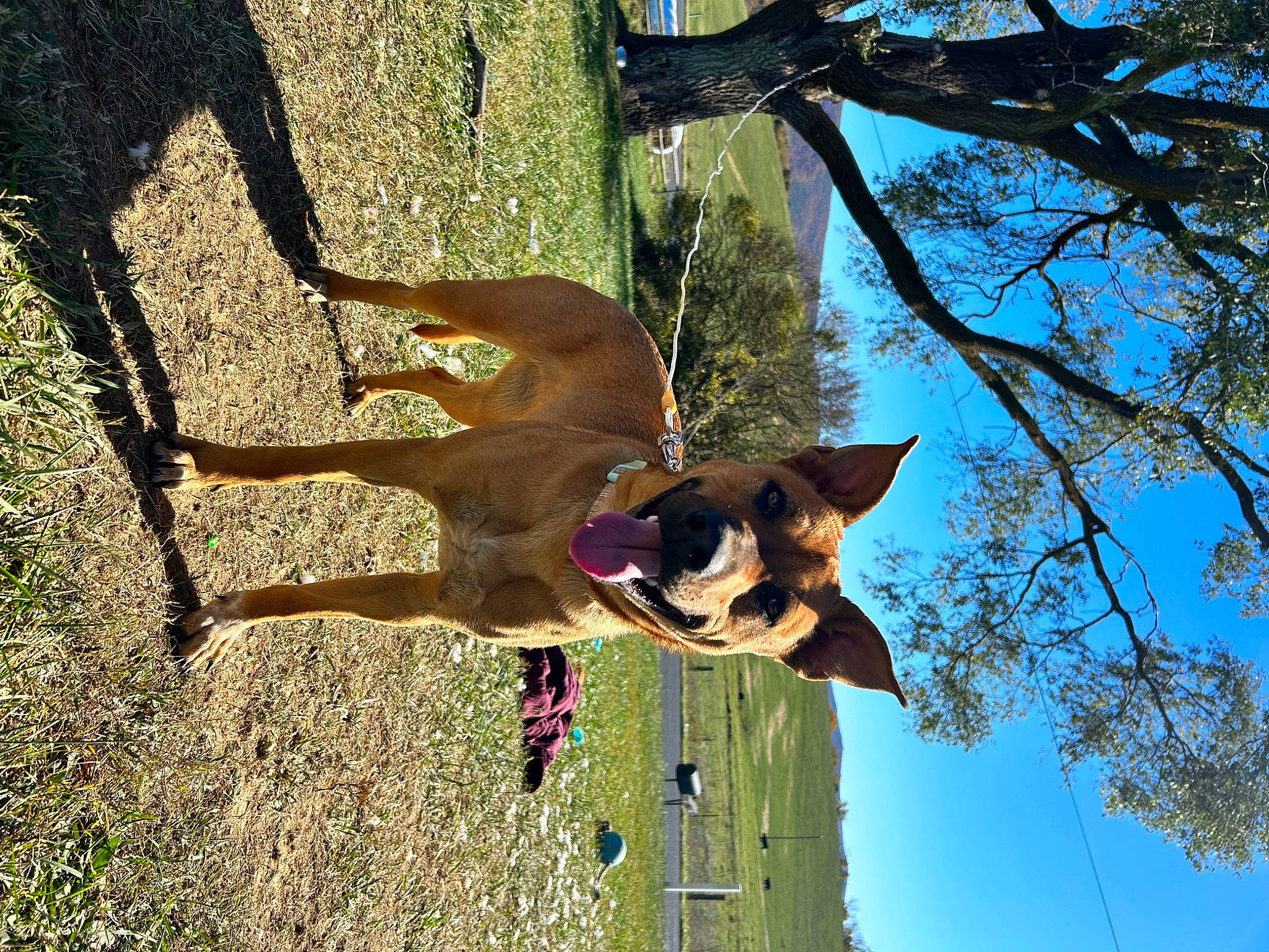 Scoob joined the competition — help win amazing prizes! adventure, carnivore, collar, companion_dog, dog, dog_breed, fawn, grass, happy, leash, plant, recreation, sky, snout, sporting_group, tree, trunk, twig, wood, working_animal