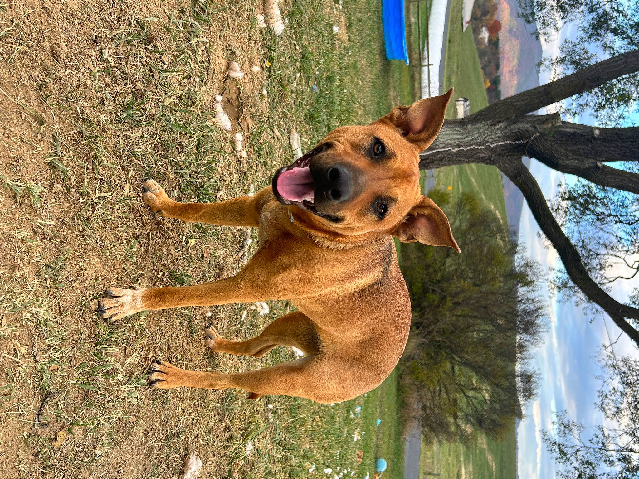 Scoob joined the competition — help win amazing prizes! canidae, carnivore, companion_dog, dog, dog_breed, fawn, german_shepherd_dog, grass, old_german_shepherd_dog, plant, sky, snout, sporting_group, sunglasses, tail, terrestrial_animal, tree, trunk, wildlife, wood