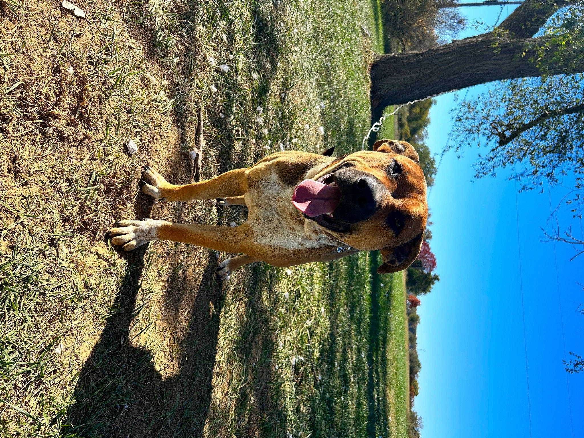 Simba joined the competition — help win amazing prizes! adventure, carnivore, dog, dog_breed, elbow, fawn, fun, grass, happy, landscape, leisure, people_in_nature, plant, sky, sunglasses, sunlight, tree, trunk, twig, wood