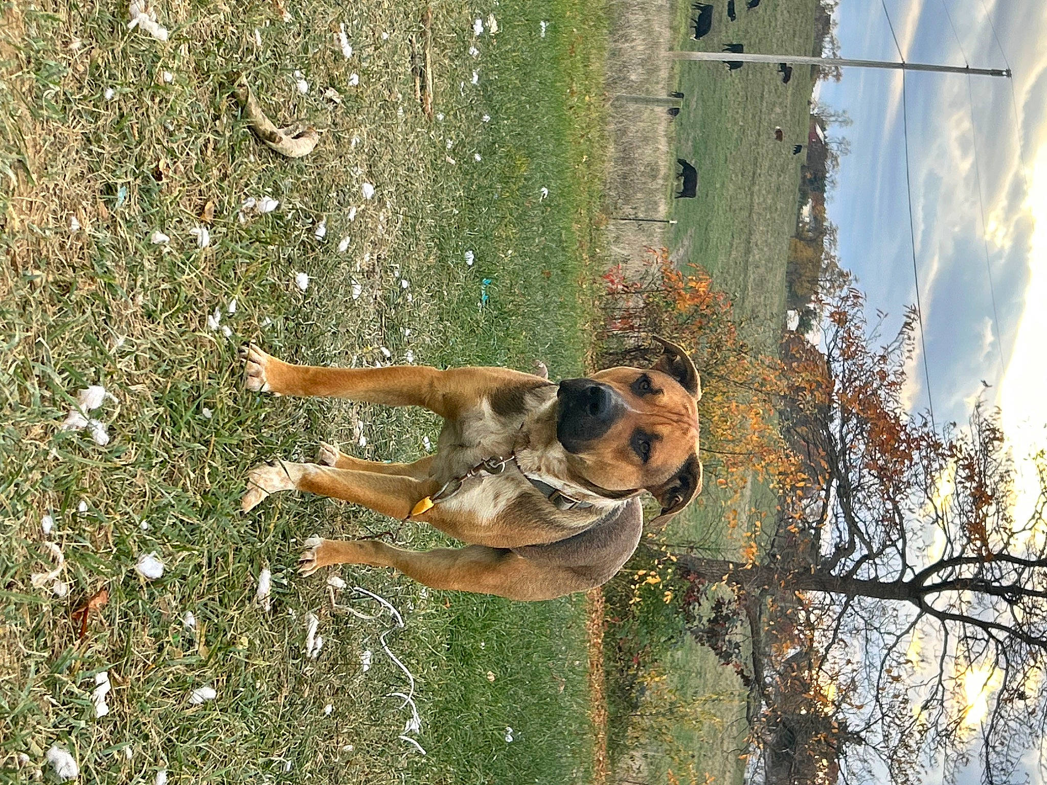 Simba joined the competition — help win amazing prizes! canidae, dog, dog_breed, fawn, fun, grass, landscape, people_in_nature, plant, recreation, sky, sporting_group, stallion, tail, tree, trunk, water, wildlife, window, wood