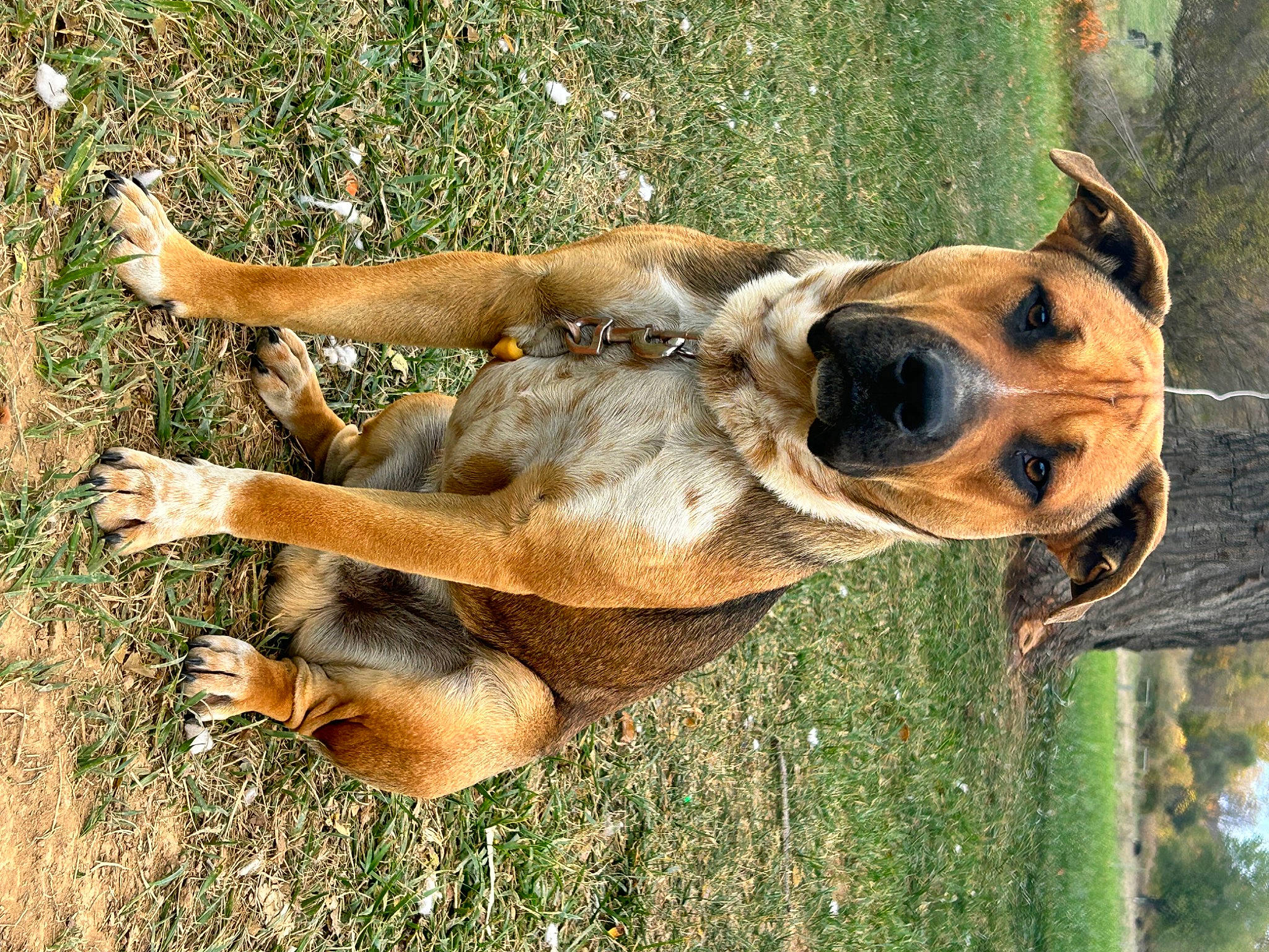 Simba joined the competition — help win amazing prizes! canidae, carnivore, companion_dog, dog, dog_breed, fawn, grass, guard_dog, liver, plant, snout, sporting_group, tail, terrestrial_animal, tree, trunk, wildlife, wood, working_animal, working_dog