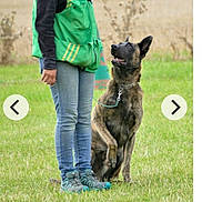 Radjah a rejoint le concours — aidez-le/la à gagner de superbes lots ! animal, attention, brown_dog, canine, casual_clothing, dog, field, grass, green_vest, jeans, leash, looking_up, nature, outdoor, person, pet, shoes, sitting, standing, training