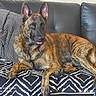 Radjah a rejoint le concours — aidez-le/la à gagner de superbes lots ! animal, black_leather, blanket, brindle, canine, couch, cozy, dog, domestic, furniture, home, indoor, laying_down, pattern, pet, pillow, portrait, relaxed, resting, tongue_out