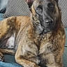 Radjah a rejoint le concours — aidez-le/la à gagner de superbes lots ! alert, animal, blanket, brindle, brown, canine, couch, dog, domestic_animal, ears_up, fur, furniture, home, indoor, looking_at_camera, pet, portrait, relaxed, resting, texture