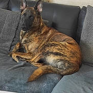 Radjah a rejoint le concours — aidez-le/la à gagner de superbes lots ! dog, brindle_coat, couch, indoor, pet, animal, fur, ears, alert, relaxed, pillow, home, furniture, canine, resting, mammal, living_room, domestic_animal, companion, portrait