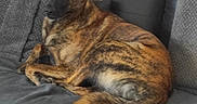 Radjah a rejoint le concours — aidez-le/la à gagner de superbes lots ! alert, animal, brindle_coat, canine, companion, couch, dog, domestic_animal, ears, fur, furniture, home, indoor, living_room, mammal, pet, pillow, portrait, relaxed, resting