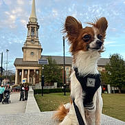 Peanut is registered to the contest to win money with this photo: accessories, animal, architecture, belltower, building, canine, city, clocktower, clothing, dog, grass, hat, outdoors, person, pet, plant, shelter, spire, strap, tower
