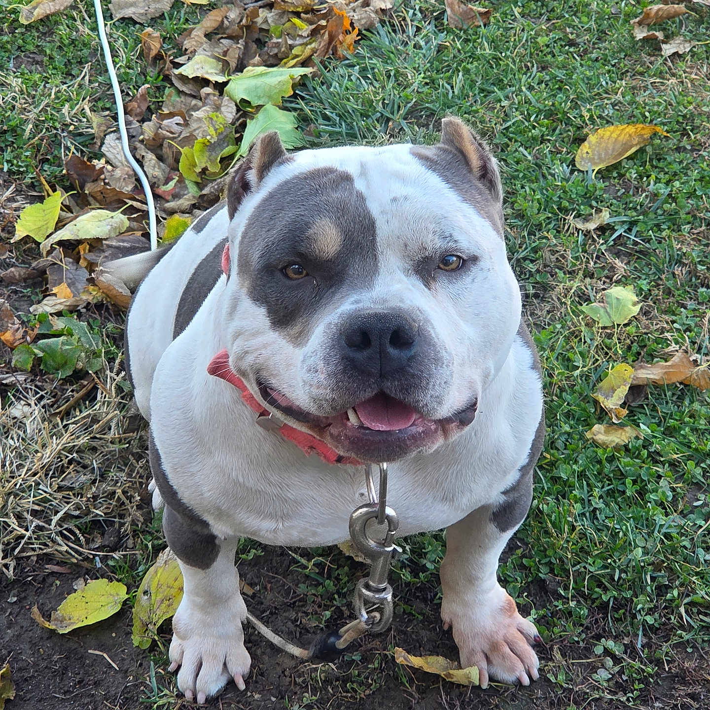 Kaso is registered to the contest to win money with this photo: dog, canine, pet, grass, outdoor, animal, nature, leaf, fall, smiling, collar, sitting, happy, friendly, cute, white, brown, short_hair, close_up, playful