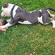 Kaso is registered to the contest to win money with this photo: dog, grass, outdoor, animal, pet, black_and_white, playing, basketball, toy, collar, canine, nature, paw, chewing, summer, greenery, fun, active, side_view, daylight