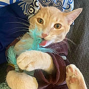 Teddy Bear joined the competition — help win amazing prizes! abyssinian, animal, blanket, bodypart, cat, couch, cushion, face, furniture, head, homedecor, kitten, mouth, person, pet, photography, pillow, plush, portrait, toy