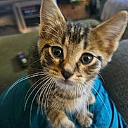 Gary is registered to the contest to win money with this photo: cat, kitten, pet, whiskers, close_up, portrait, indoor, couch, sofa, living_room, ears, eyes, fur, tabby, paws, cute, curious, sitting_on_lap, blurred_background, domestic