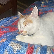 Najma a rejoint le concours — aidez-le/la à gagner de superbes lots ! cat, sleeping, white_cat, orange_patches, pet, animal, feline, whiskers, ears, closed_eyes, pink_nose, paws, fur, blanket, woven_fabric, blue, red, indoor, cozy, resting